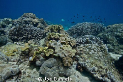 Seychelles Reefscape by Joe Daniels 